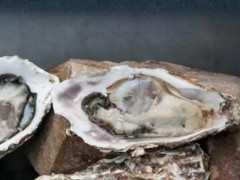 牡蛎的七大功效和作用？